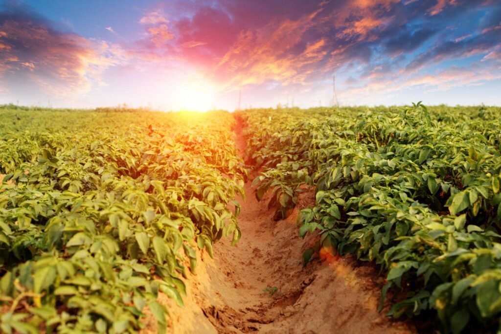 Organic Farm
